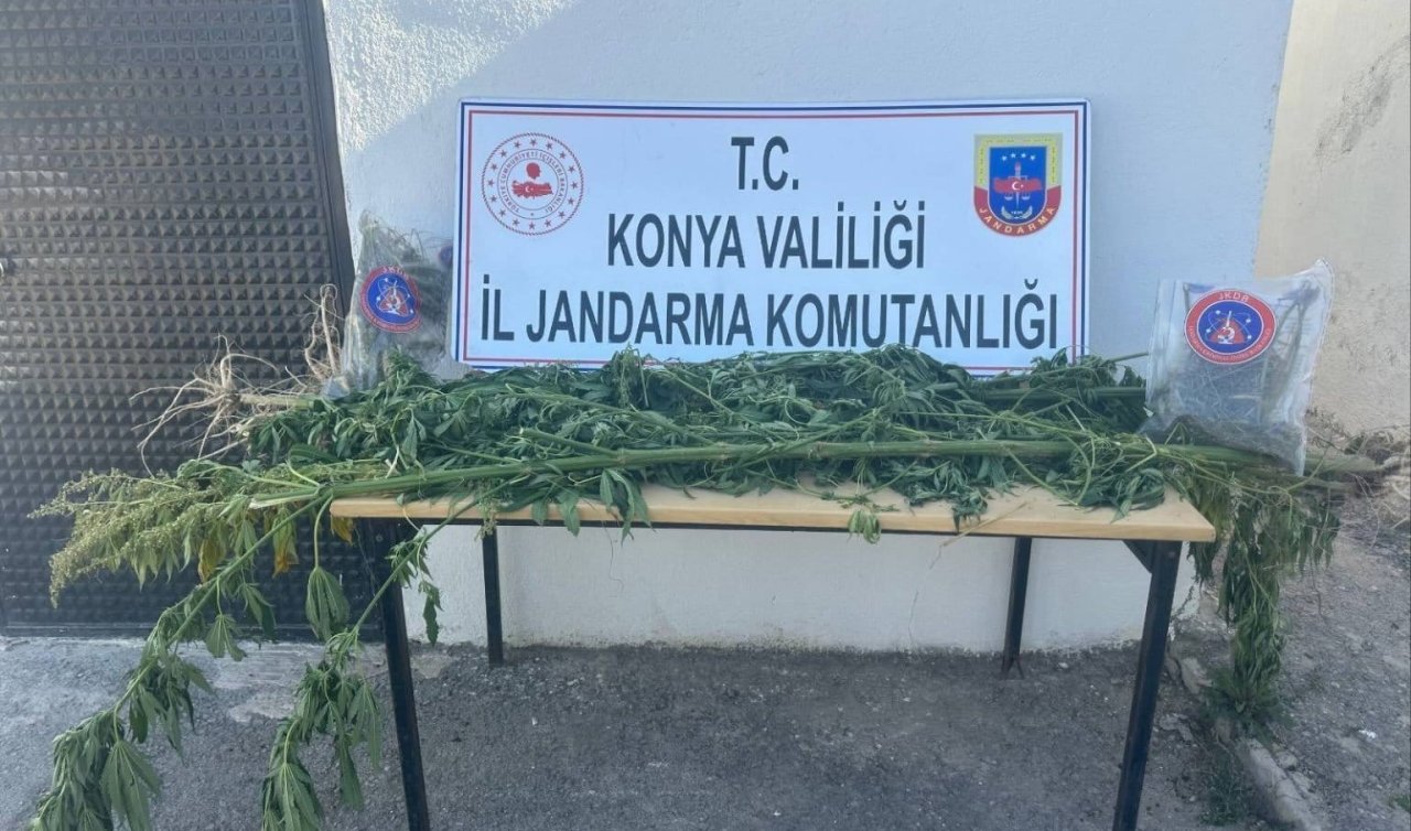  Konya’da tarlada uyuşturucu operasyonu: Jandarma ele geçirdi