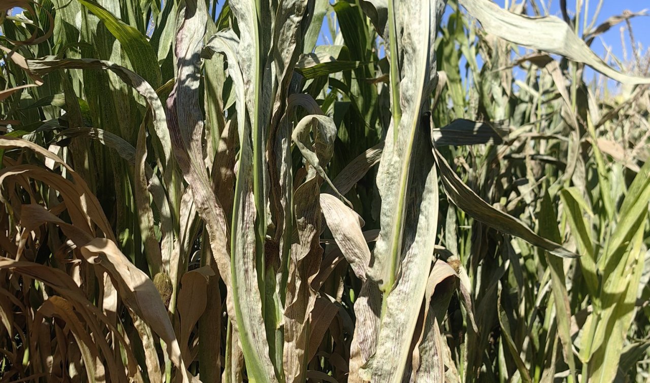Erken hasat zorunlu oldu! Konya’da soğuk hava silajlık mısırı vurdu