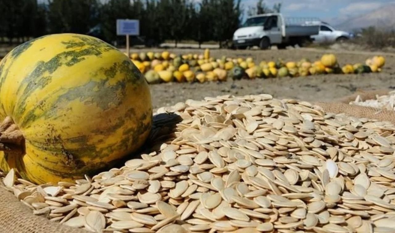 Türkiye’nin kabak çekirdeği merkezi Konya’da bu yıl neler yaşanıyor?