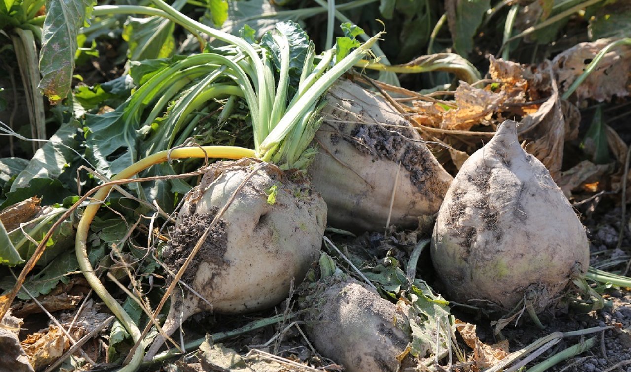 Konya ve Çumra Şeker’de Kampanya Dönemi Başladı: Çiftçilerin Alın Teri Fabrikada Şekere Dönüşüyor