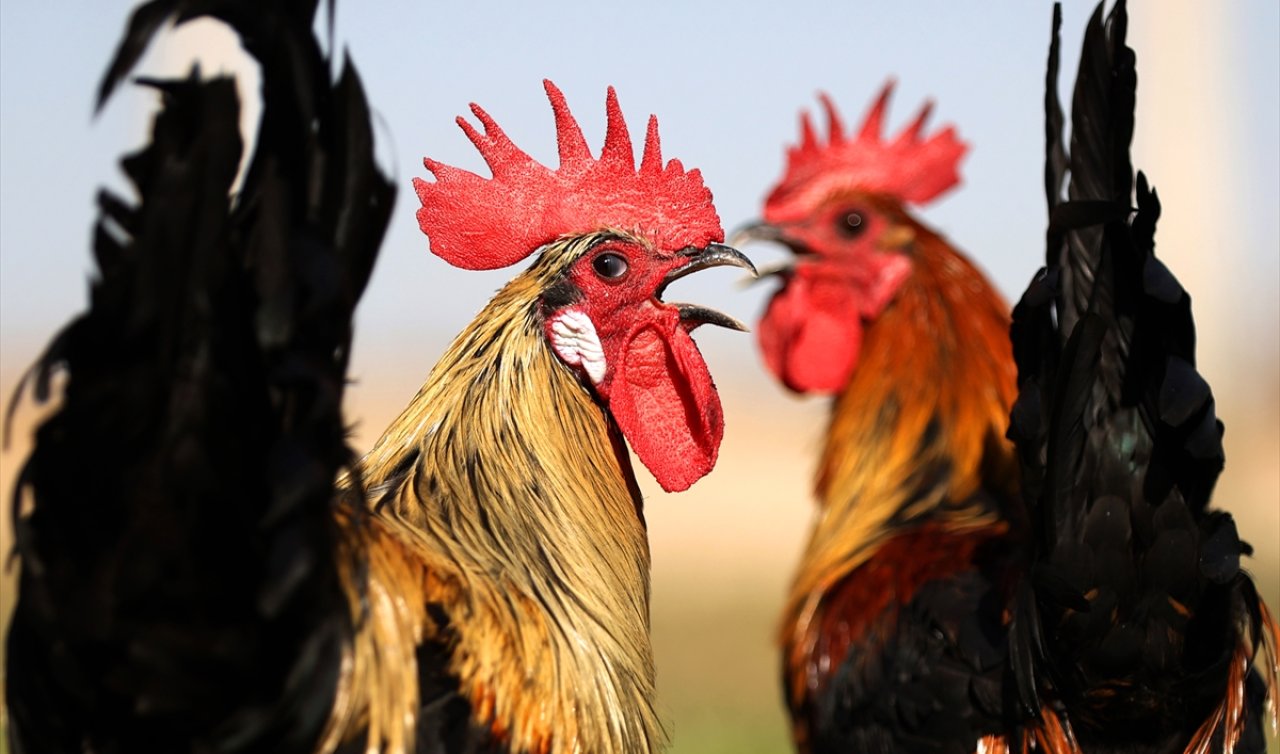 Konya’da Denizli horozu devlet eliyle koruma altına alındı