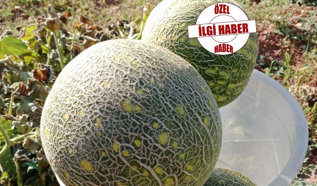 Bin yıllık ata tohumu yeniden toprakla buluştu: Konya’da susuz kavun mucizesi