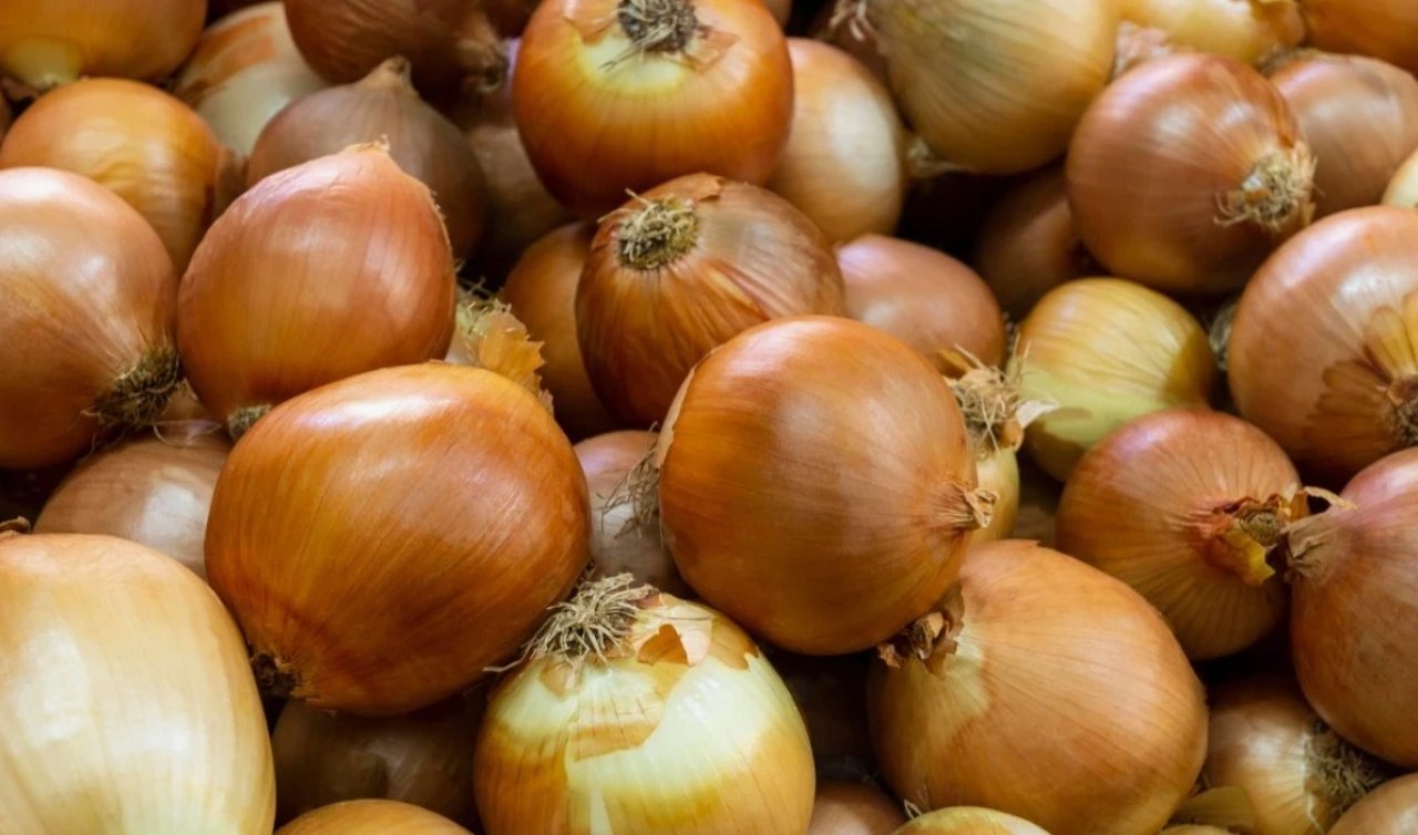 Konya’da kuru soğan tarlaları kışa hazırlanıyor