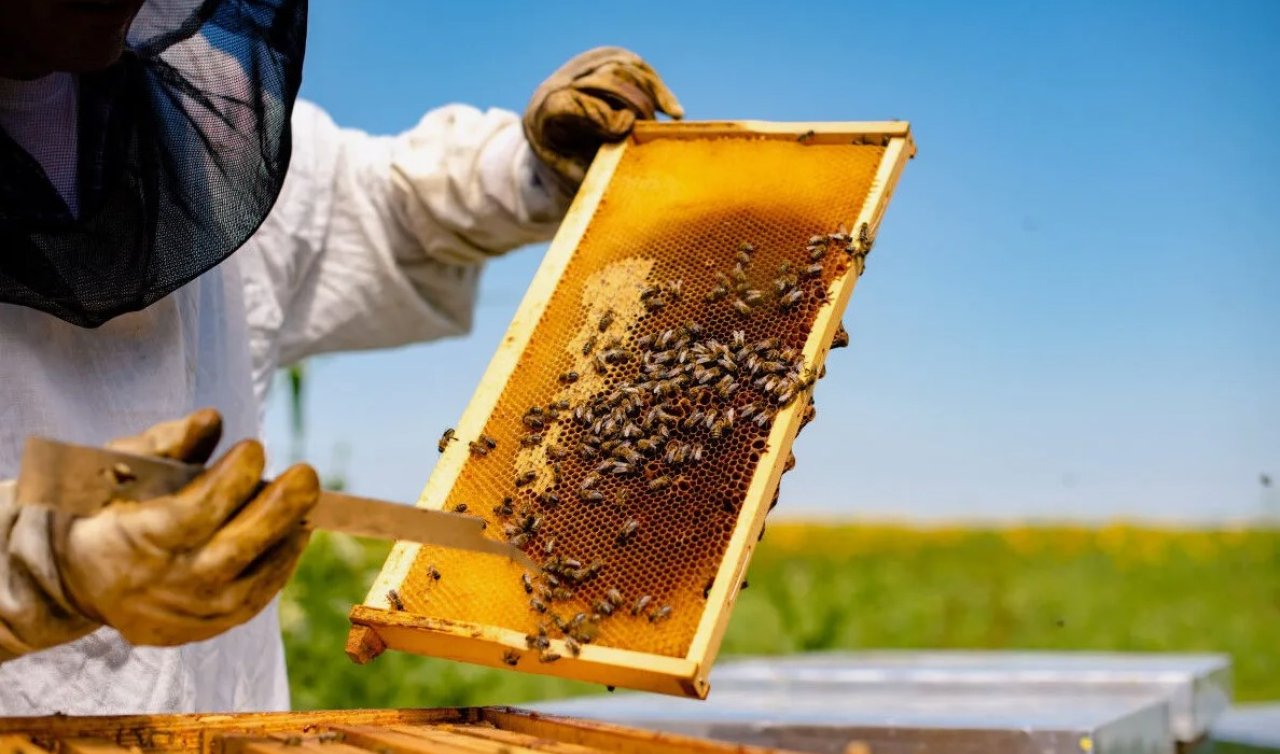  Arıcılara müjde! Konya’da %50 hibeli arılı kovan başvuruları devam ediyor
