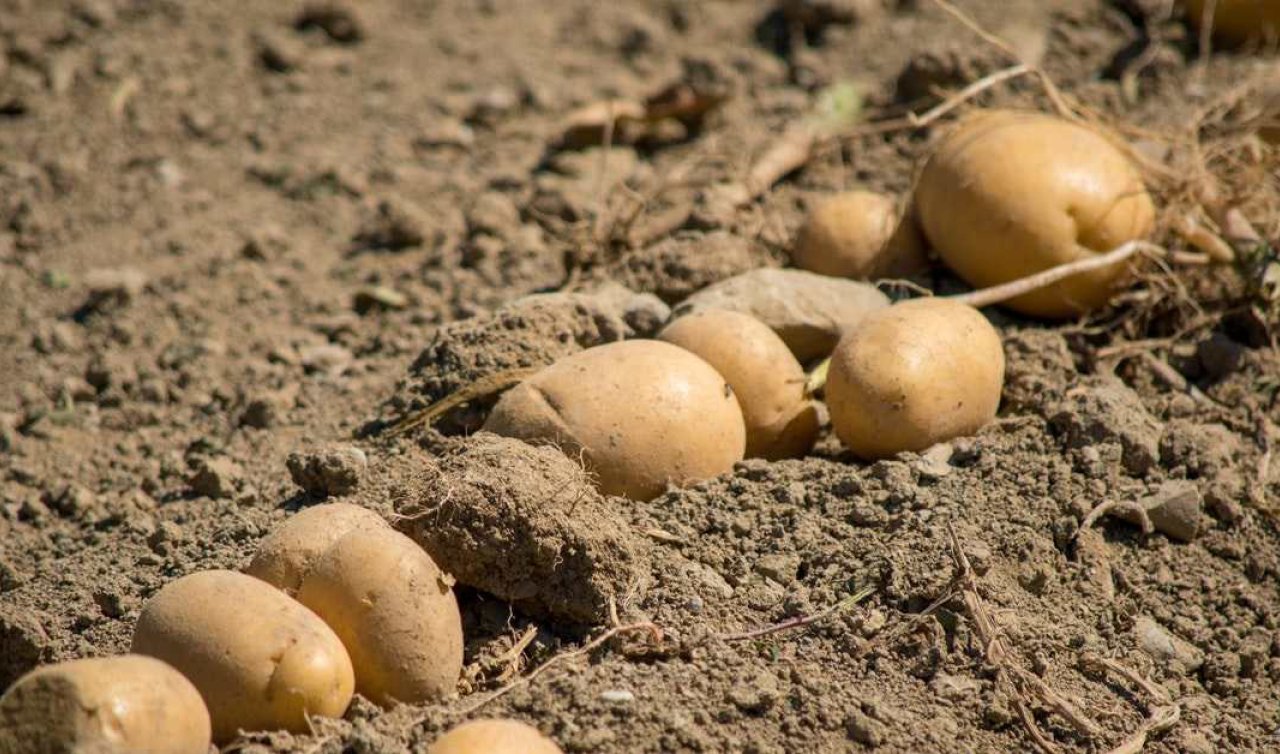  Türkiye’nin patatesleri bu depolarda saklanıyor!