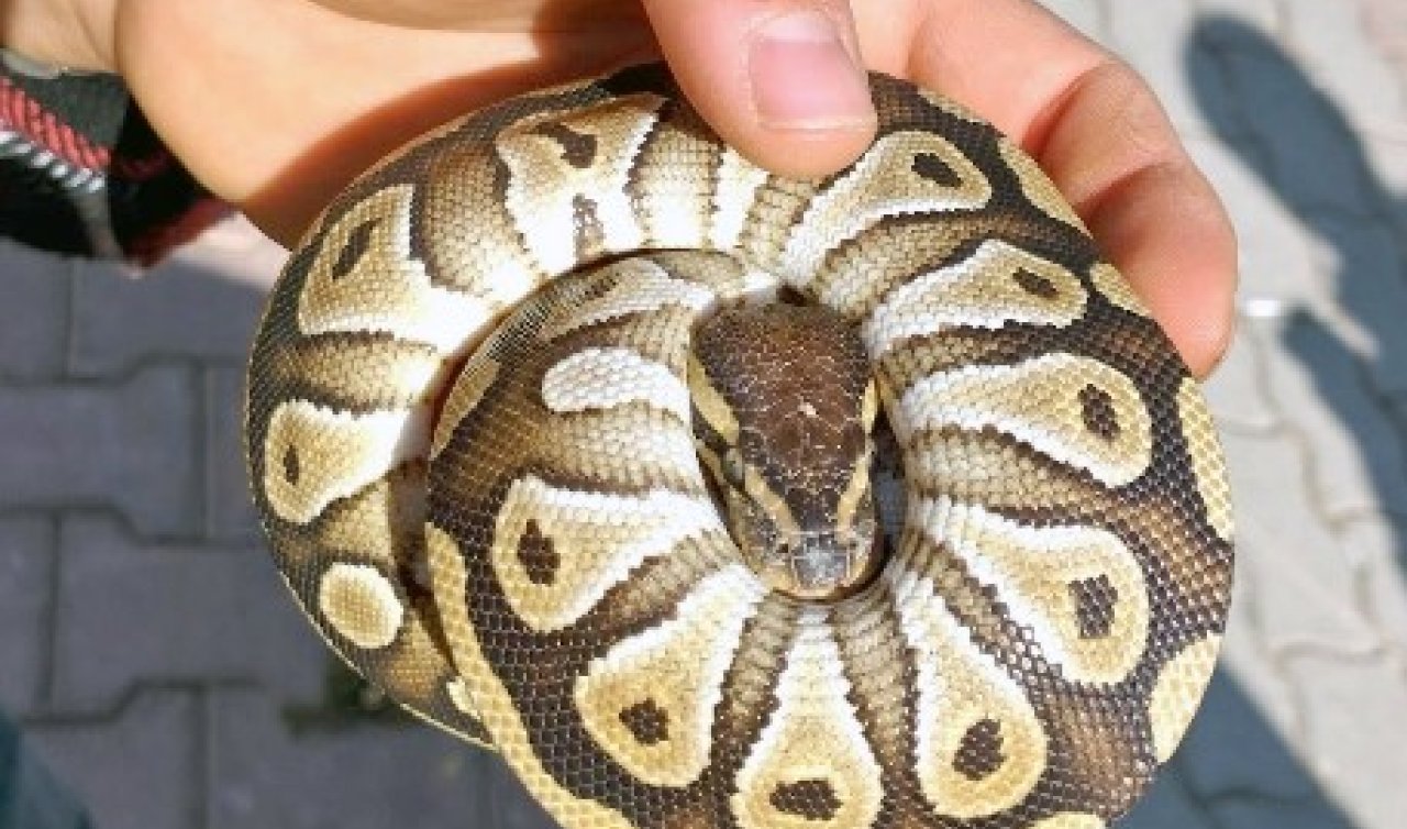  Cebinden piton çıktı! Konya’da ilginç olay güvenlik güçlerini şaşırttı