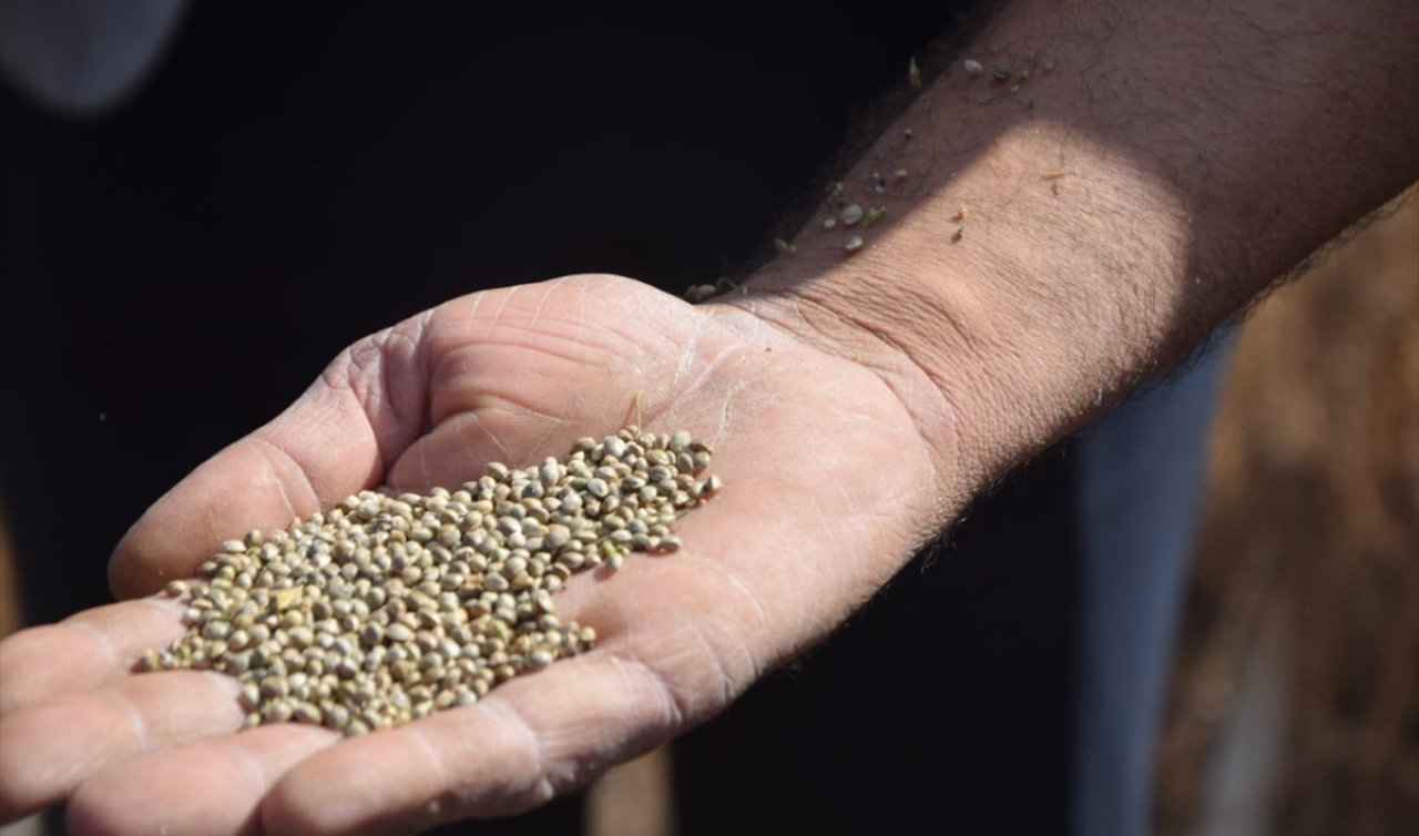 Bu ürün hem az su istiyor hem çok kazandırıyor! Konya’da çiftçinin yeni gözdesi
