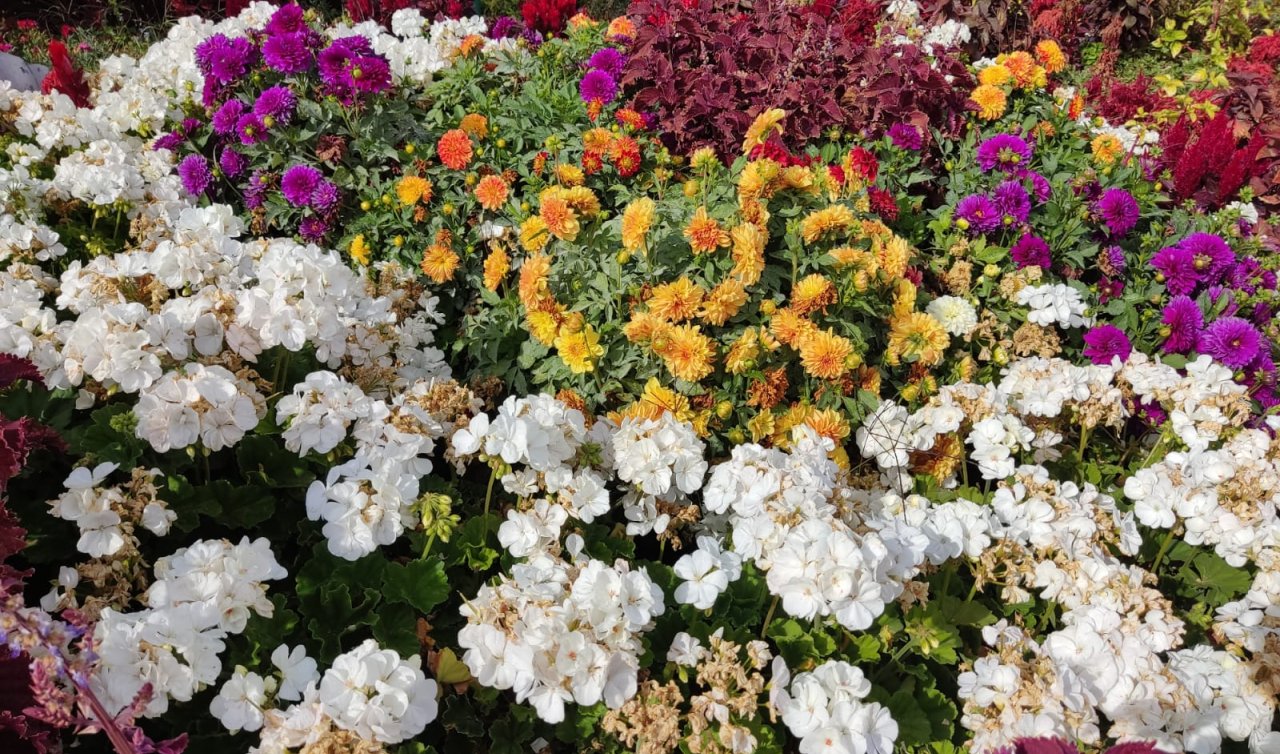  Mevsimlere meydan okuyan güzellik: Selçuklu Çiçek Bahçesi, sonbaharda da büyülüyor