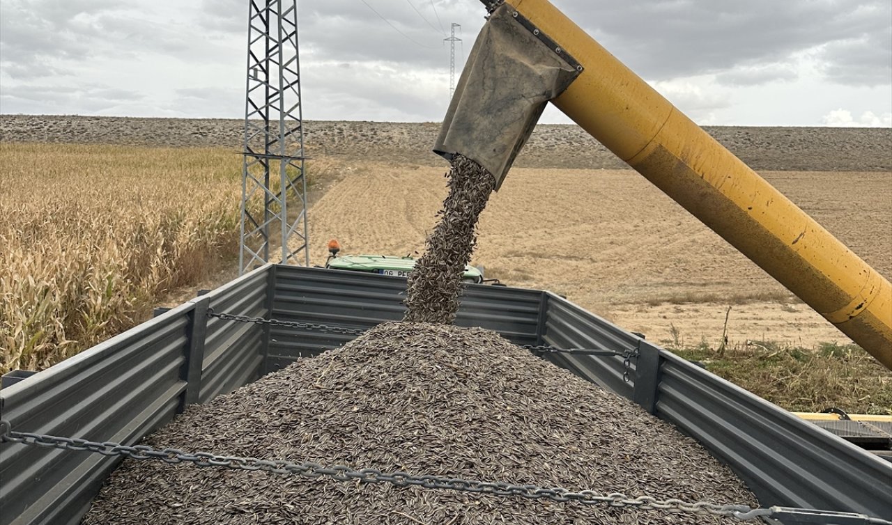  Konya’da çerezlik ayçiçeği üretimi rekor kırdı: Rekolte 100 bin tonu aştı
