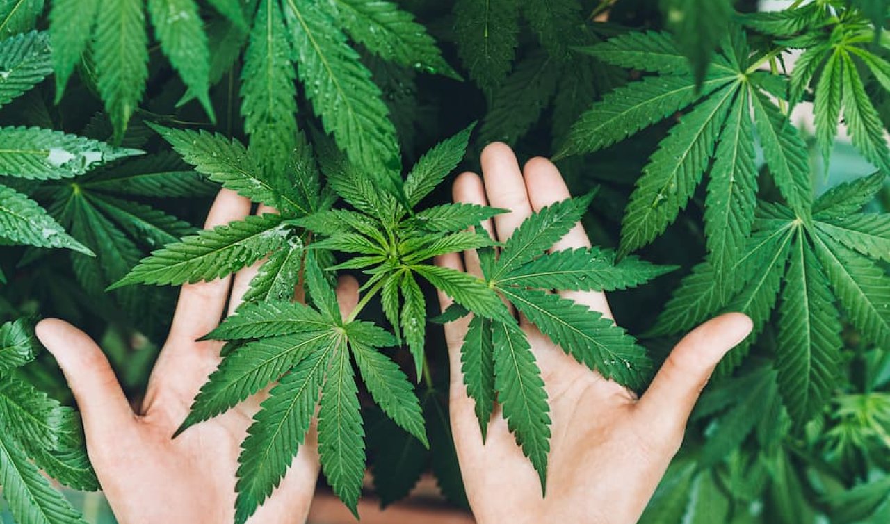 Konya’da çiftlik arazisine Hint keneviri ekilmesine ilişkin 2 sanığa hapis cezası