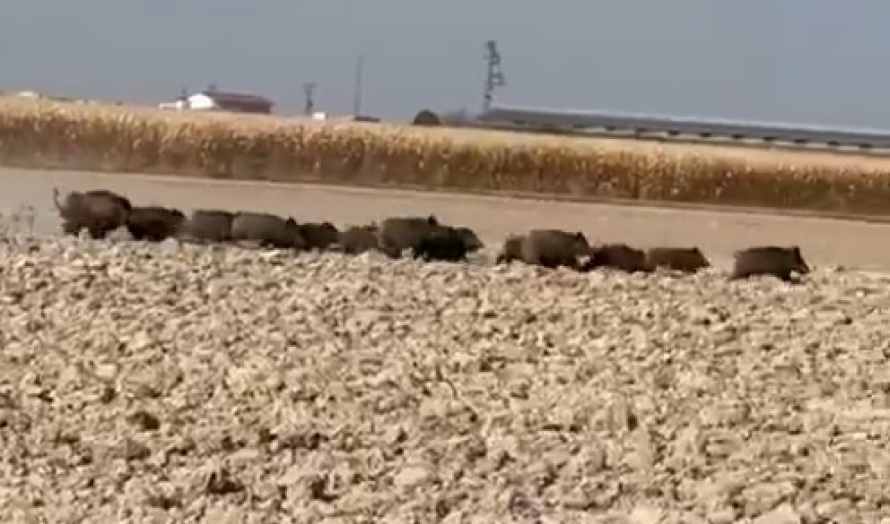 Konya’da domuz istilası: Çiftçilerin buğday tarlaları tehdit altında!  