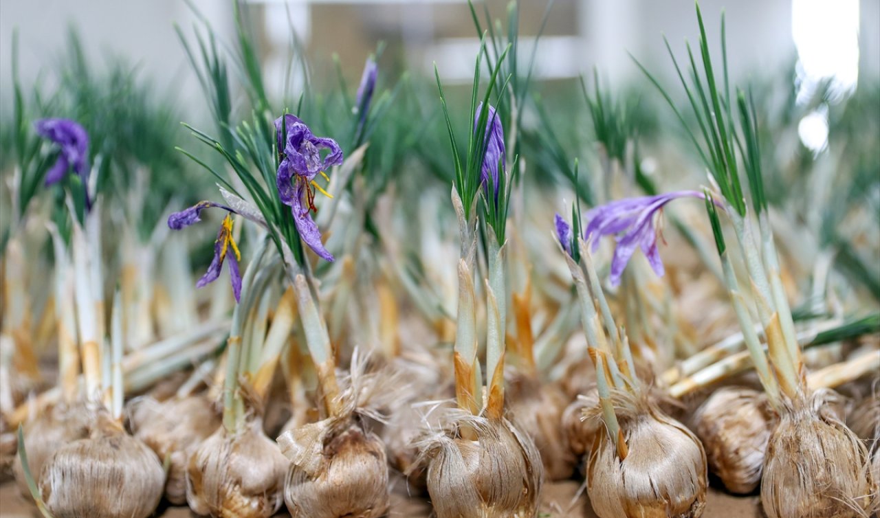 Topraksız safran yetiştiriciliği Konya’da başladı: 10 bin soğandan yüksek verim