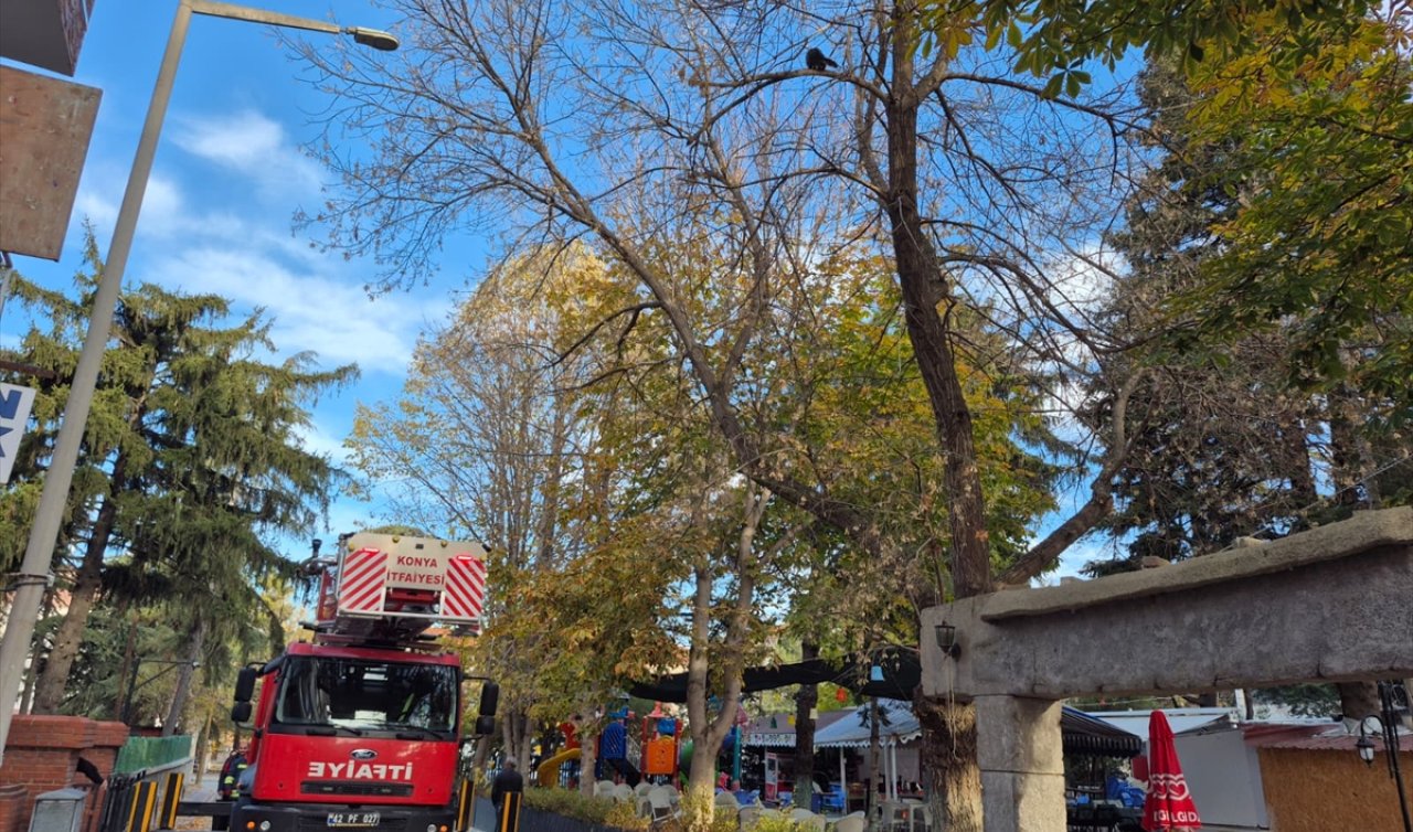 Konya’da  ağaçta mahsur kaldı! İtfaiye ekipleri seferber oldu