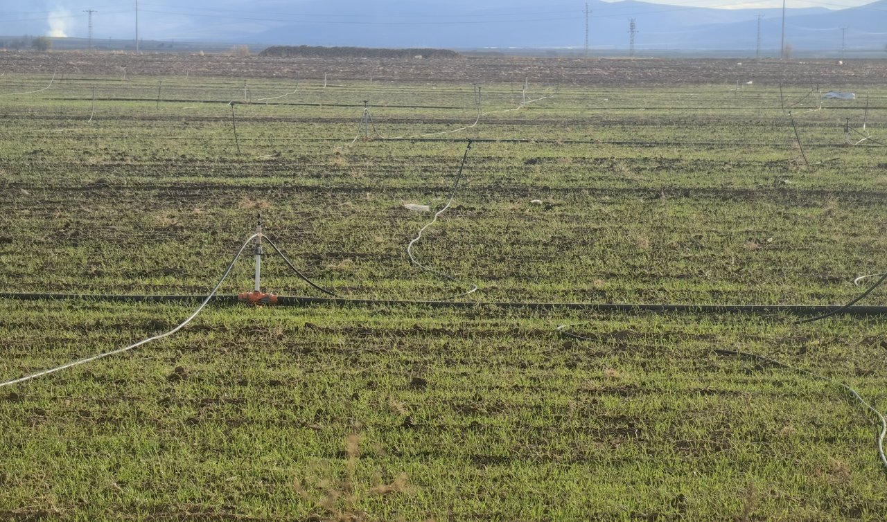 Konya Ovası’nda hububat ekimleri yüzde 80’e ulaştı: Çıkışlar yağışa mı kaldı?