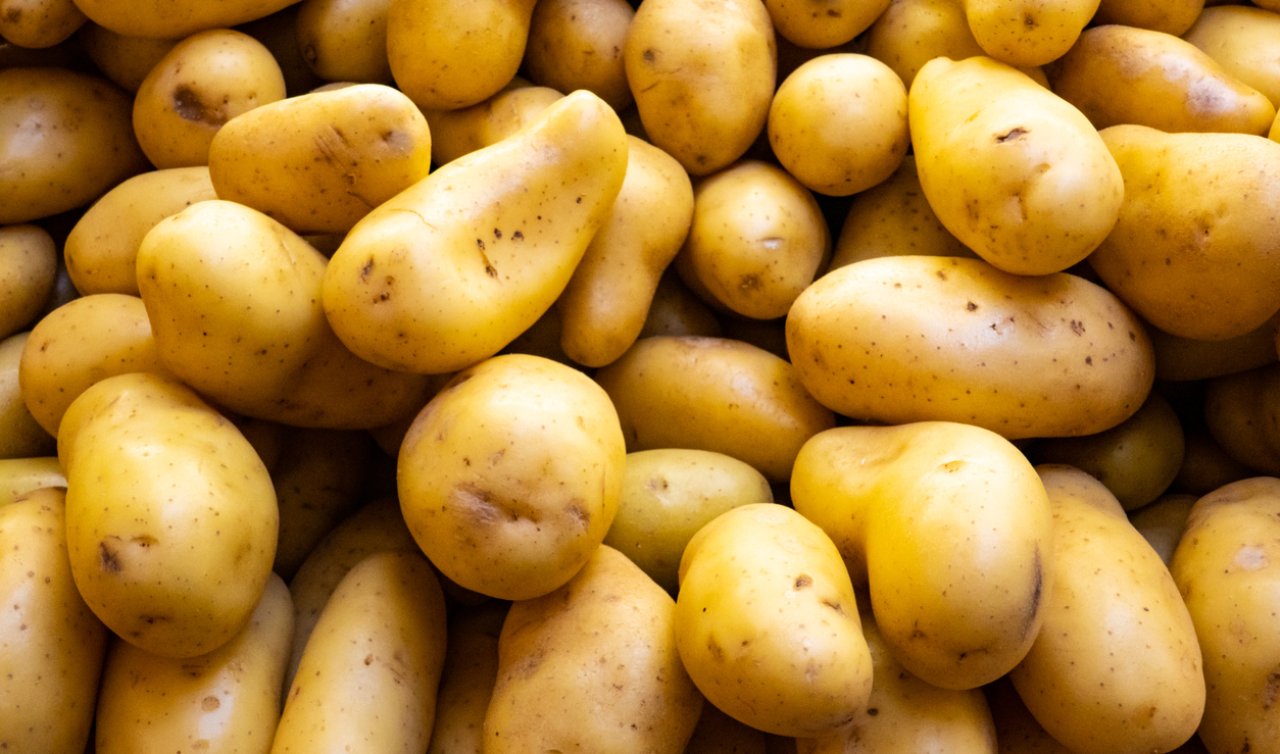 250 bin ton patatesle hem üretici hem mevsimlik işçi kazanıyor