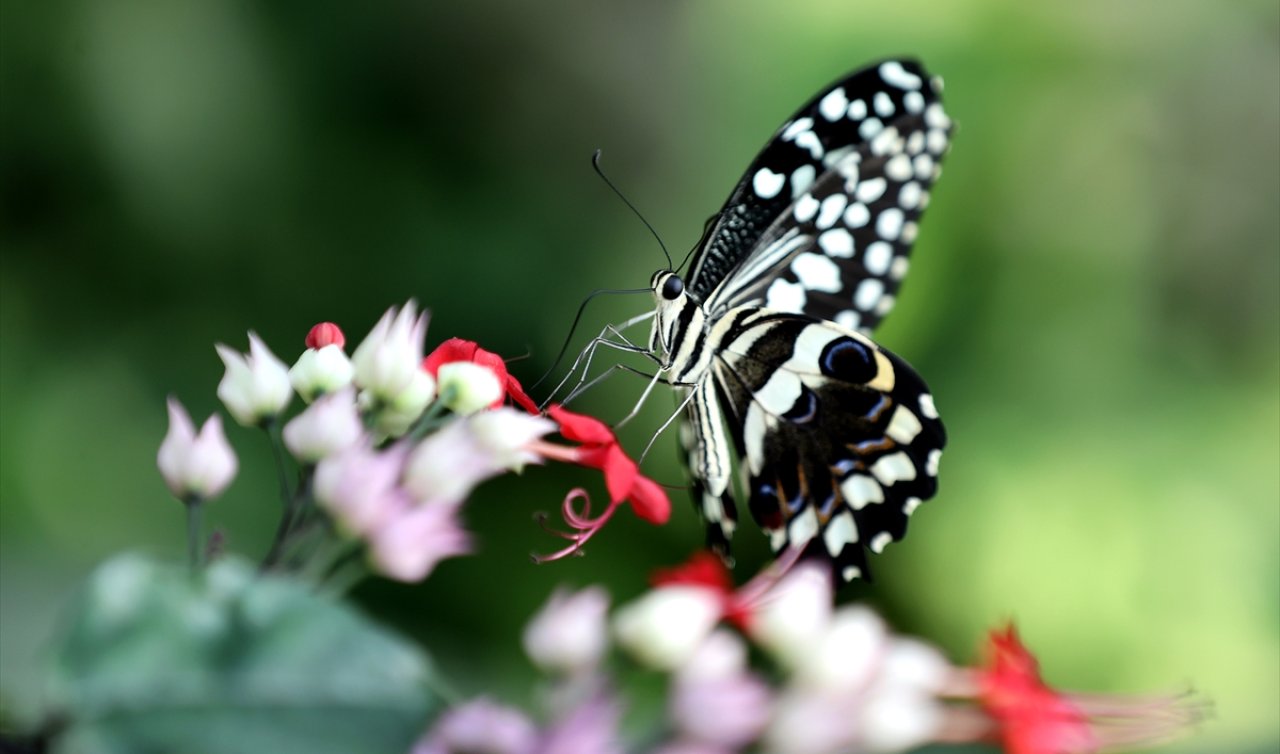 Mevlana Haftasında akın akın geliyorlar! İşte 15 bin kelebekle dolup taşan o nokta