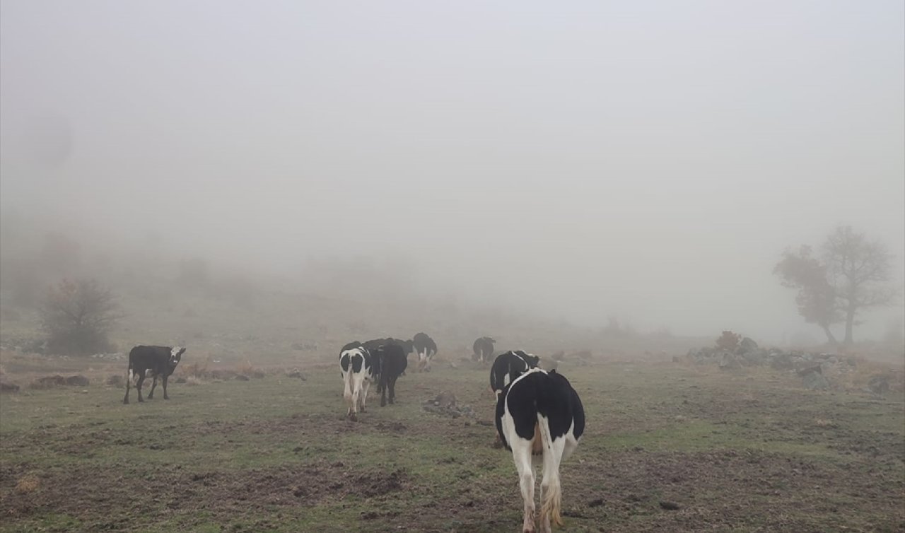 Konya’da 11 büyükbaş hayvan kayboldu! Jandarma bu mevkide buldu 