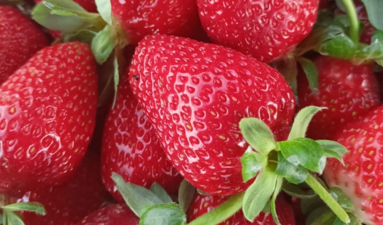 Seydişehir çileği coğrafi işaretle tescillendi