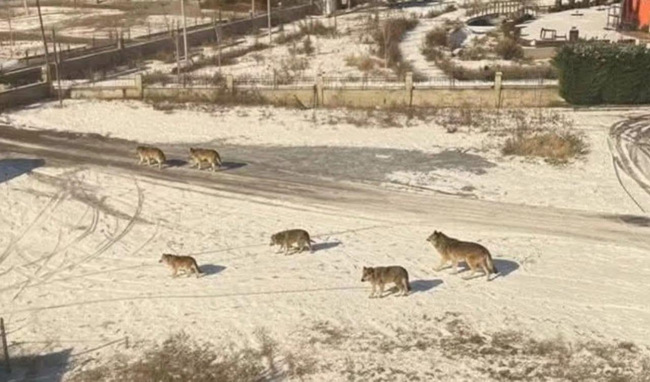 Konya’da aç kalan kurtlar şehir merkezine indi: Kısa süreli panik yaşandı