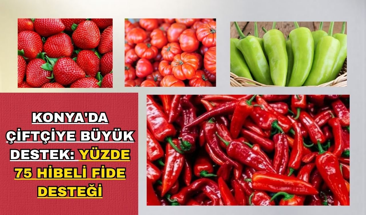 Konya’da çiftçiye büyük destek: Yüzde 75 hibeli fide desteği