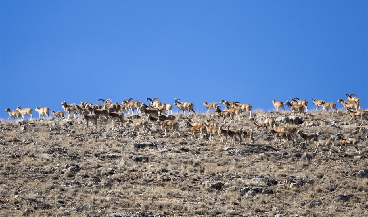 Konya’da doğal yaşam alanlarında görüntülendi!  Avlanması yasak, cezası milyonları buluyor