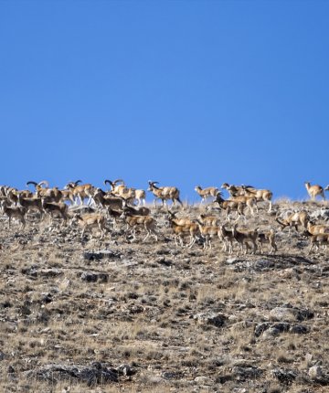 Konya’da doğal yaşam alanlarında görüntülendi!  Avlanması yasak, cezası milyonları buluyor