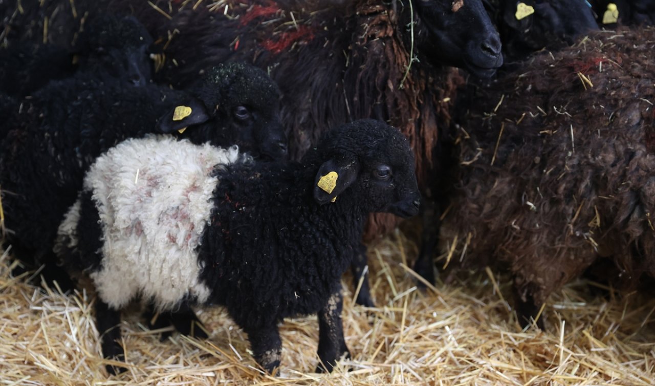 Konya’da 5 hayvanla başladı, 100’e ulaştı