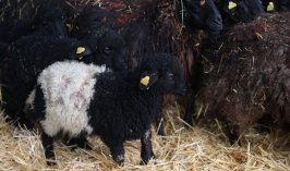 Konya’da yok olma noktasındaki ırk ayağa kaldırılıyor