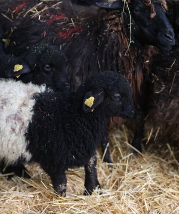 Konya’da yok olma noktasındaki ırk ayağa kaldırılıyor