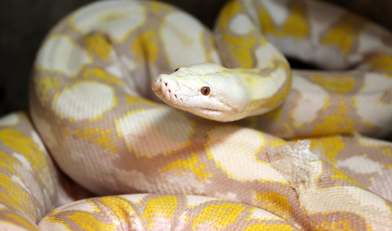 Konya’daki merkezde 4 metrelik albino pitonlar ziyaretçilerin gözdesi!
