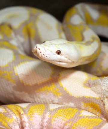 Konya’daki merkezde 4 metrelik albino pitonlar ziyaretçilerin gözdesi!