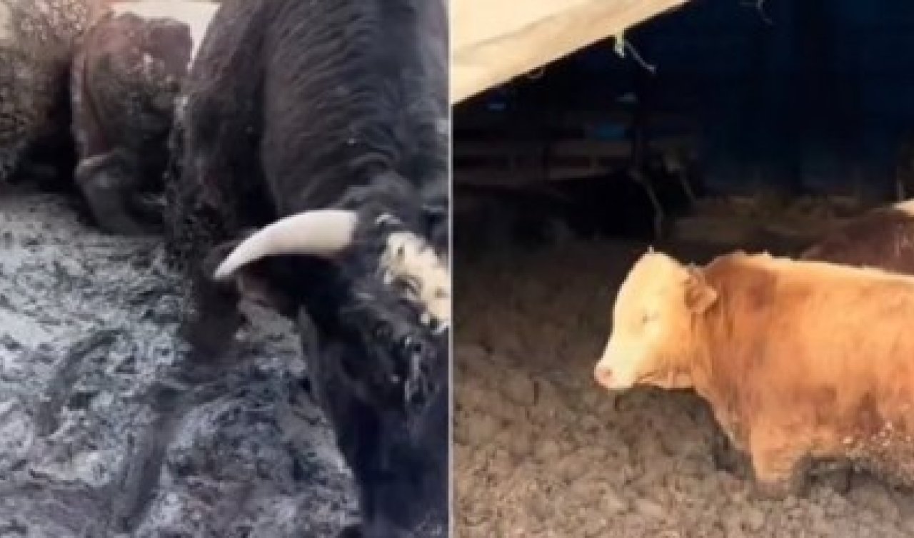 Konya dahil birçok ilde kurban öncesi işletmelerde şok eden görüntüler! Bakanlık inceleme başlattı