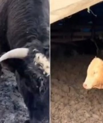 Konya dahil birçok ilde kurban öncesi işletmelerde şok eden görüntüler! Bakanlık inceleme başlattı