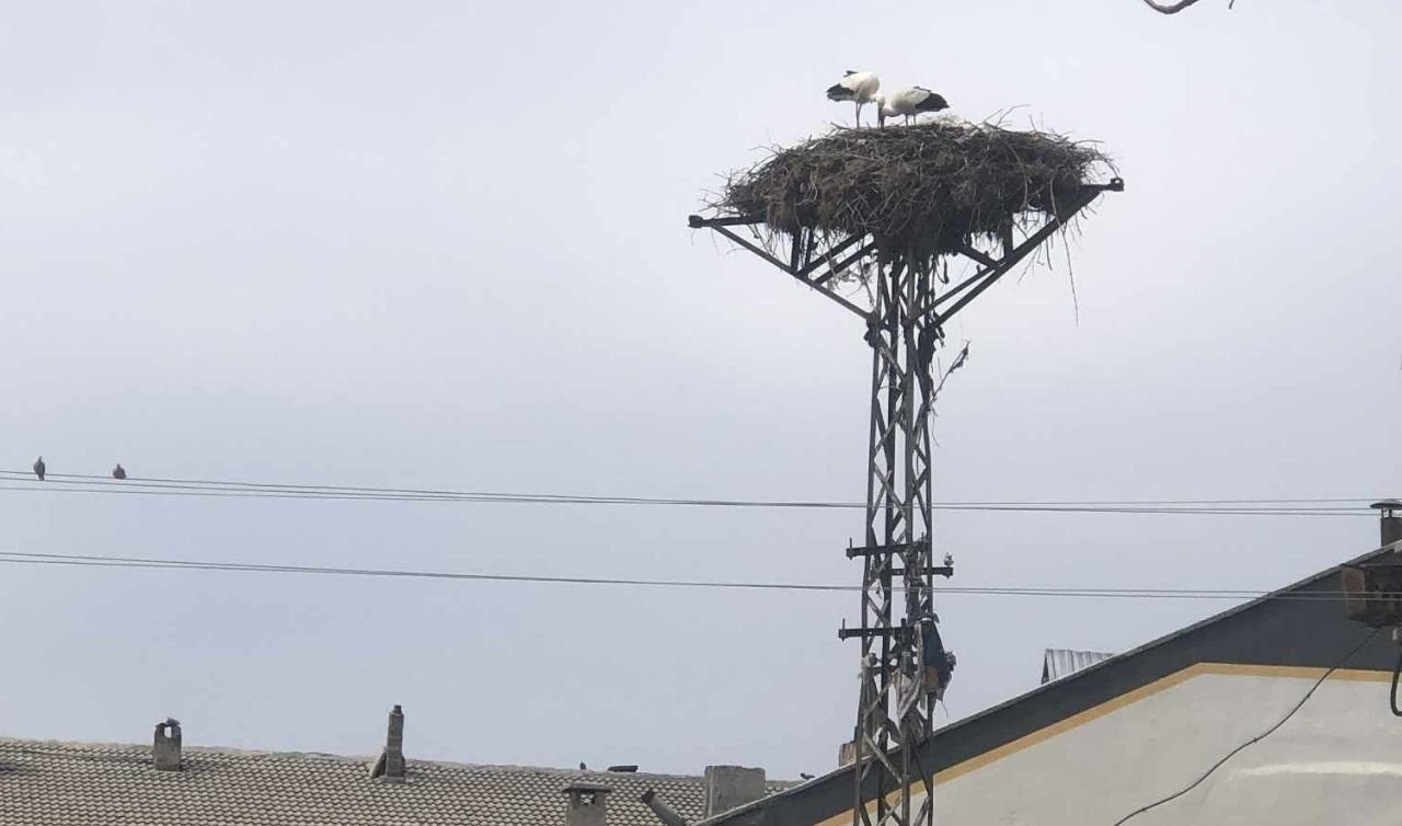  Akkise’de baharın simgesi: Leylekler yeniden yuvada