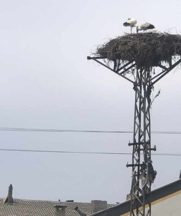  Akkise’de baharın simgesi: Leylekler yeniden yuvada