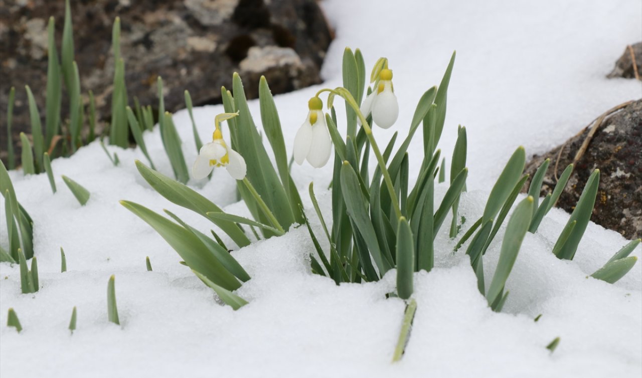 Konya’nın bu ilçesinde kardelenler açtı