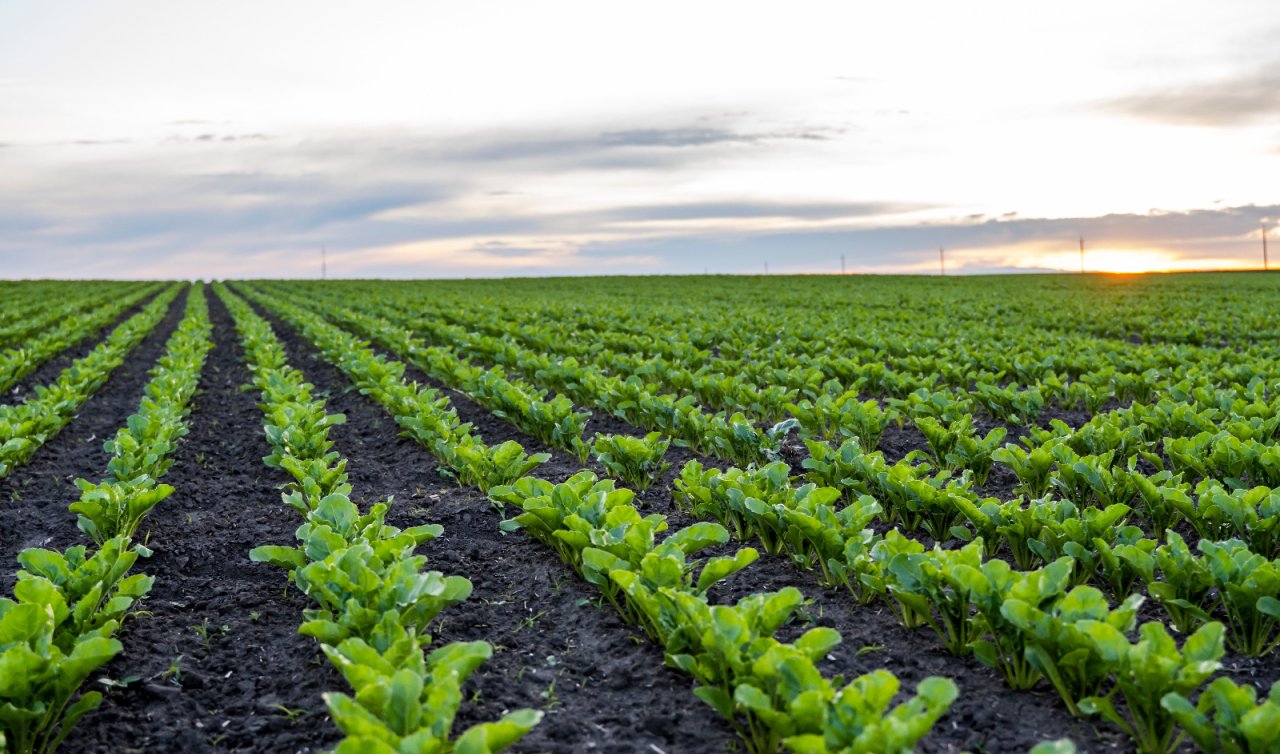 Konya’da yağışlar umut oldu, Kuraklık tehlikesi bitmedi