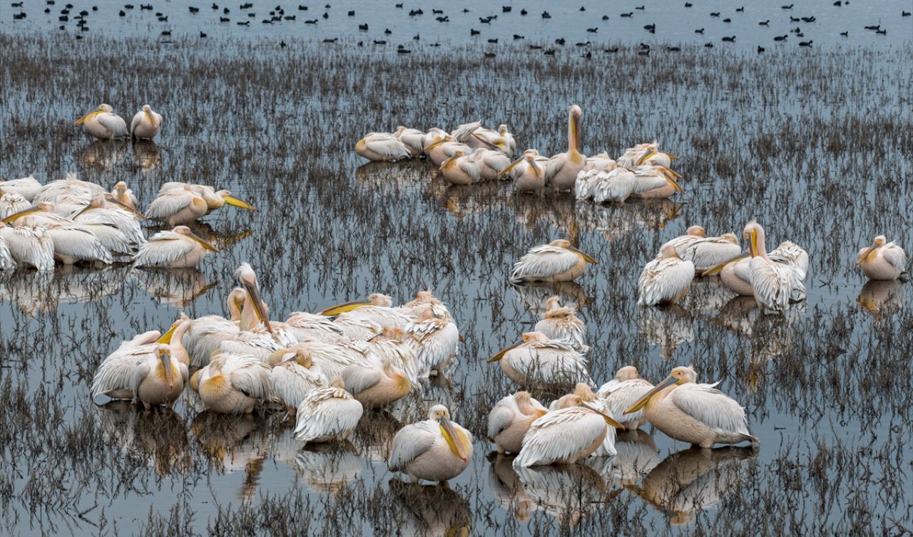 Konya’da kuruyan göl yeniden canlandı, pelikanlar geri döndü