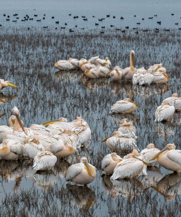 Konya’da kuruyan göl yeniden canlandı, pelikanlar geri döndü