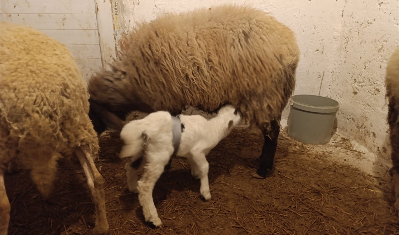 Konya’da mucize: Cerrahi müdahaleyle Kuzu hayata tutundu