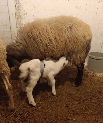 Konya’da mucize: Cerrahi müdahaleyle Kuzu hayata tutundu