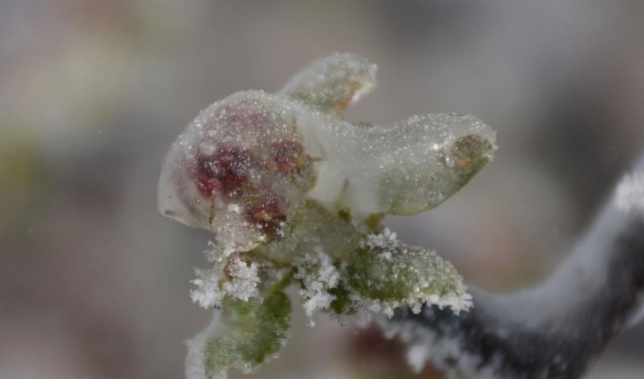 Konya’da don alarmı: AKOM çiftçileri uyardı