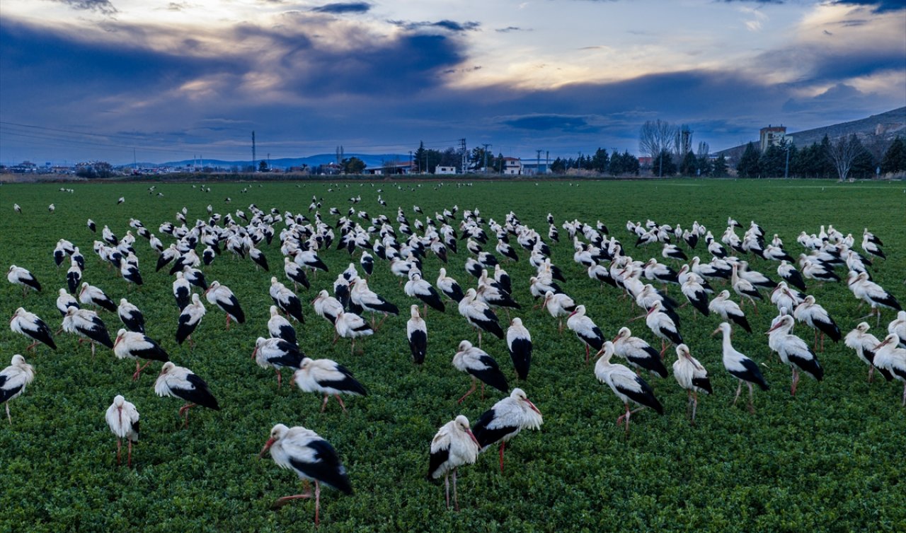 Leyleklerin bahar göçünde mola noktası Konya oldu