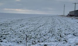 Konya’da çiftçi derin nefes aldı: Don bu kez vurmadı