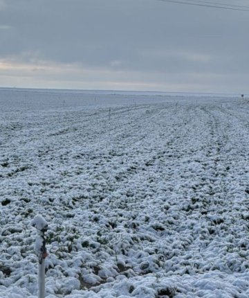 Konya’da çiftçi derin nefes aldı: Don bu kez vurmadı