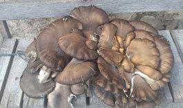 Konya’da bir vatandaş 10 kiloluk mantar buldu