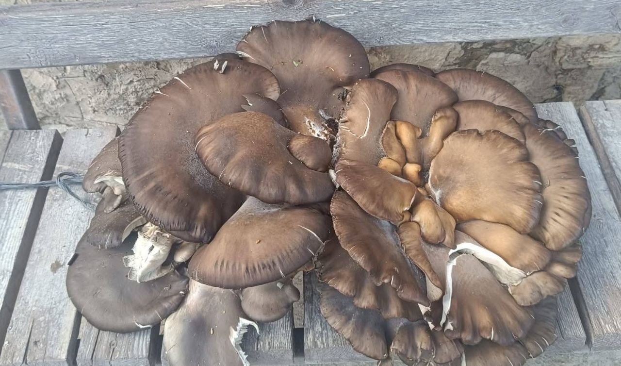 Konya’da bir vatandaş 10 kiloluk mantar buldu