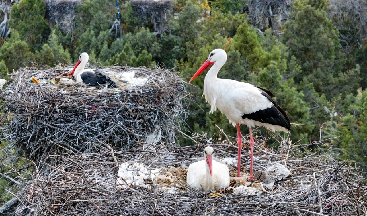 Konya’da Leylekler Vadisi’nin konukları kuluçka döneminde birbirlerine destek oluyor