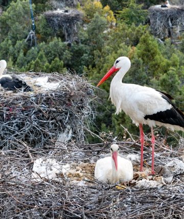 Konya’da Leylekler Vadisi’nin konukları kuluçka döneminde birbirlerine destek oluyor