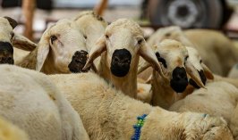  2026 vekaletle kurban kesim bedelleri açıklandı